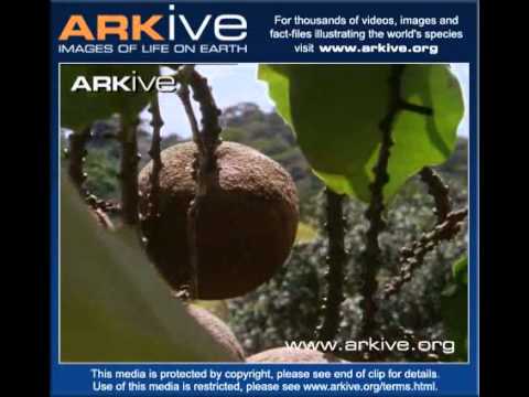 Brazilian Nut falls from Tree