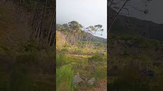 Hiking Newlands Forest
