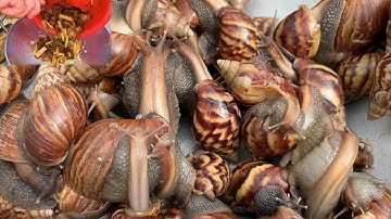 # 46 Bảy món ăn tuyệt đỉnh từ....ốc sên/Trang Hoà Vlogs