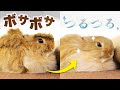 うさぎ様の機嫌が良かったのでボサボサのツルツルにしてみたら怒られたNo.231