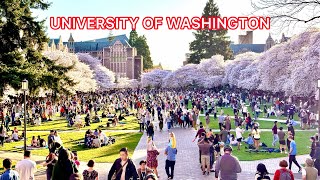 Cherry Blossoms At University Of Washington 2024 🌸