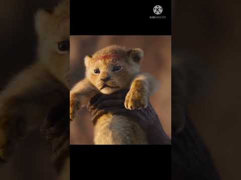 Lion King funny video😲