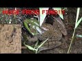 Backyard Herping HUGE FROG CATCH NON STOP ACTION!!