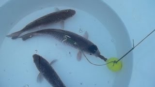 TUTORIAL: INNESCO VERTICALE ED ANIMAZIONE DEL MOVIMENTO By CATFISHING WORLD TUTORIAL: INNESCO VERTICALE ED ANIMAZIONE DEL MOVIMENTO By CATFISHING WORLD