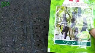 Cara semai terong Yuvita F1 Cap Panah Merah|part 1