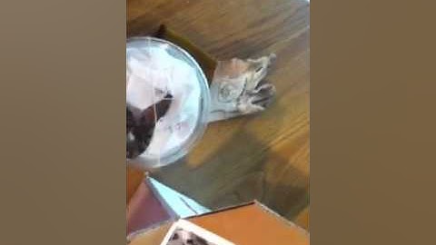 Unboxing het clown ball pythons