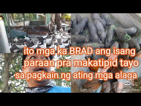 ito mga ka BRAD ang isang paraan para makatipid tayo sa pagkain ng ating mga alaga❤🐔🦤🐓🐖🐷🥬🐥🐣🛠