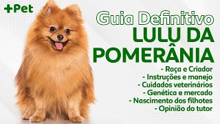 GUIA DE RAÇAS COMPLETO SOBRE O SPITZ ANÃO OU LULU DA POMERÂNIA! | CANAL MAIS PET