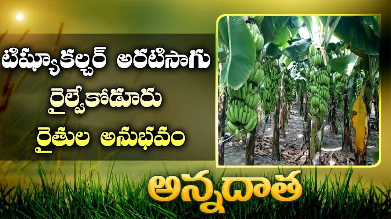 High Yields | from Tissue Culture Grand 9 Banana | Experience Of Kadapa Farmers