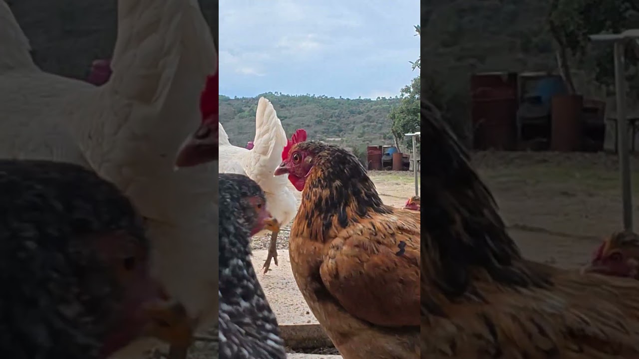 Возвращаться домой, чтобы покормить животных, и оставлять своего партнера продолжать крушить плитку.