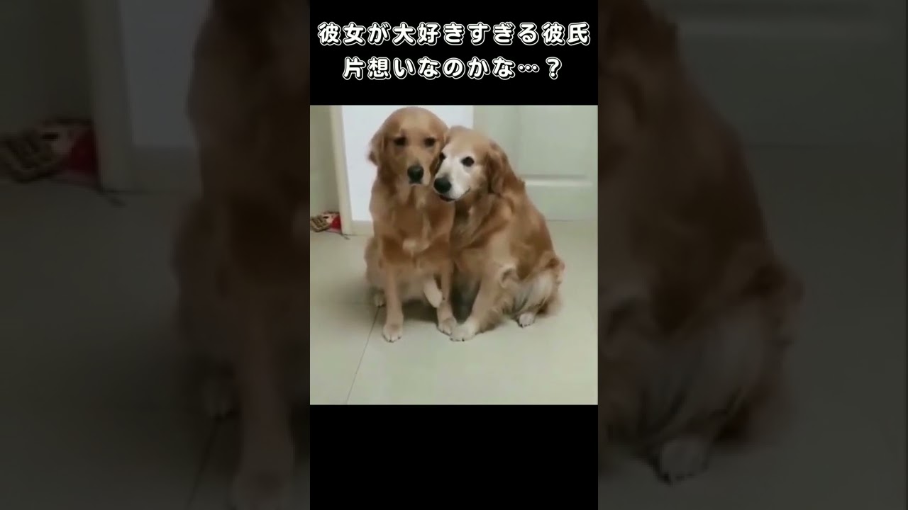 彼女が大好きすぎる彼氏 片想いなのかな Youtube
