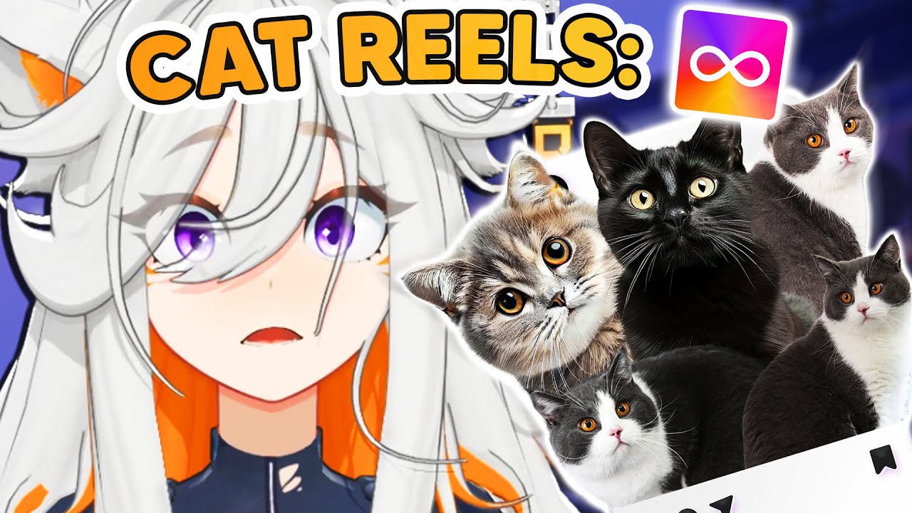 Deme Reacts to Memes But It’s Full of CATS