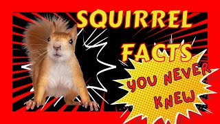 The Weird Truth About Squirrel Behavior