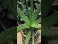 alovera plant care