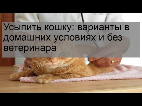 Как усыпить кошку в домашних условиях самому лидокаином
