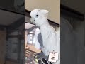 オウムがありがとうって言うんだ