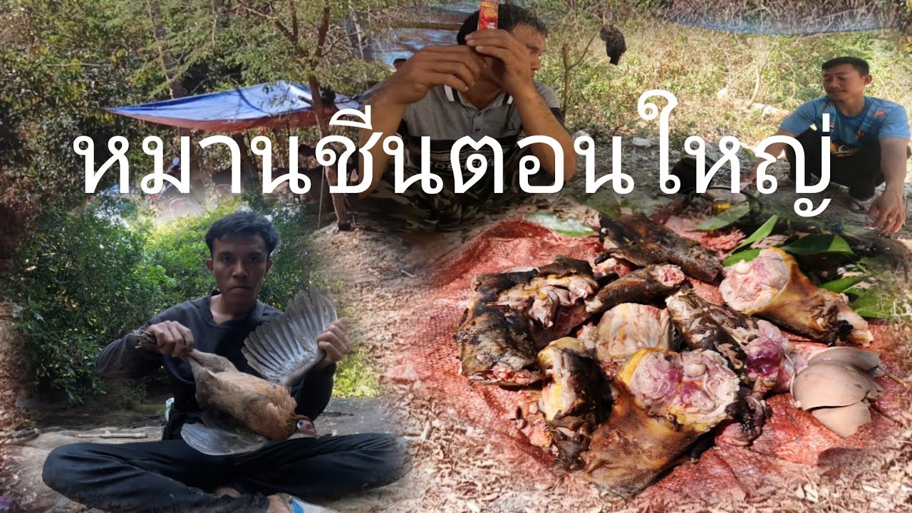 สุดยอดความหมานพรานจัดสัตว์ป่าตัวใหญ่4ขา