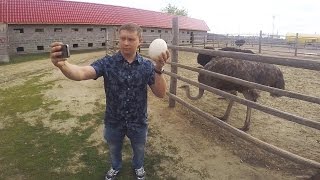 Страусиная ферма