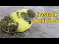 Muhabbet Kuşu Hastalık Belirtileri