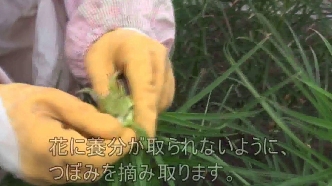 十勝めむろ産の ゆり根 の植付から出荷まで Youtube 十勝めむろ産の ゆり根 の植付から出荷まで Youtube