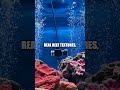 The Quanta Reef Interpreter: A Soft Robotic Expedition Beneath the Waves