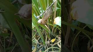 POIN BURUNG KERAK BASI ALIS PUTIH DAN CICI BELALANG