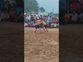 #shots #shortsviral #viral #viralvideo #dangal #kushti