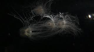 Jellyfish Under Deep Sea , Amazing lives in Ocean | Relaxing video
