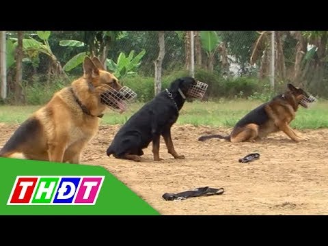 Những người bạn bốn chân | Tập 5: Chó làm cảnh sát | THDT
