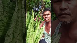 Dahon ng snake plant subok ko na ito#herbal #herbalmedicine