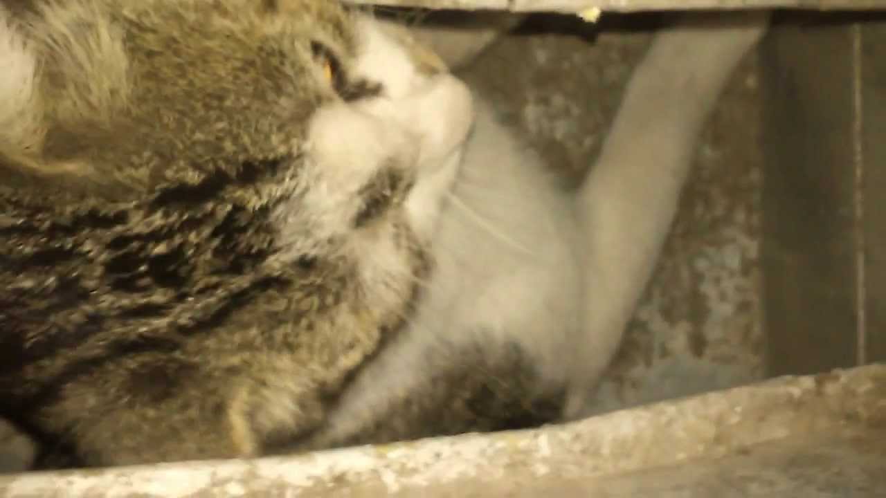 Copy of Retarded cat stuck in the vent AGAIN¡¡¡¡ YouTube
