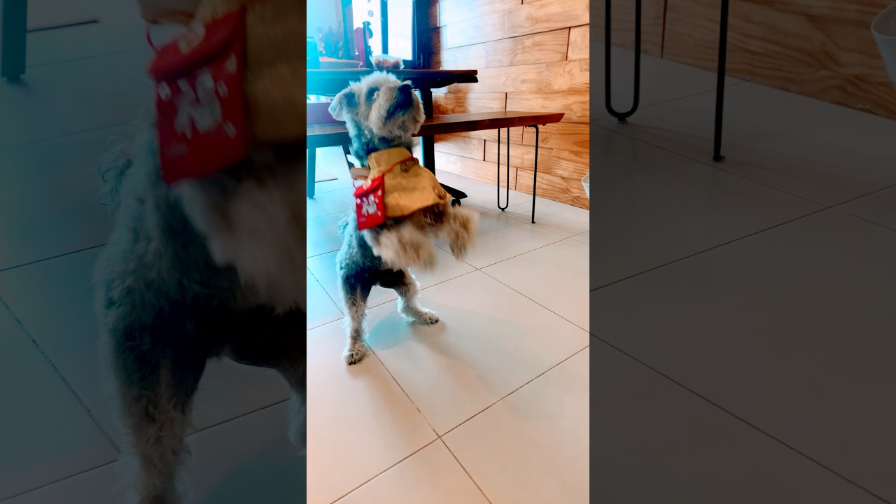 A video of a dog named 
