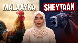 🔥🐓 Boo Déggée Ganaar Guy Sab… Li Muy Tekki Ci Islam 😱🕌
