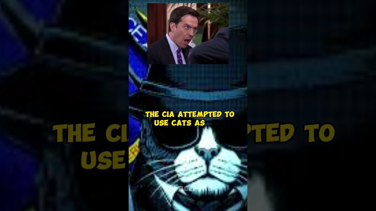 spy cat during the cold war 