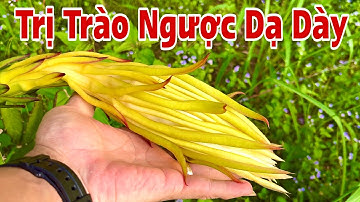 Bài trị Trào Ngược Dạ Dày. PHAN HẢI Channel 