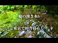 東京の天然水【庭の湧き水6】Japanese spring water