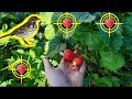 СПАСАЕМ ОГОРОД ОТ ПТИЦ 🐤Советы: Как Спасти Урожай 🍓 Клубники от Дроздов