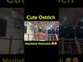 Cute ostrich Itni pass say pheli bar dekha hay #shorts #shortsvideo