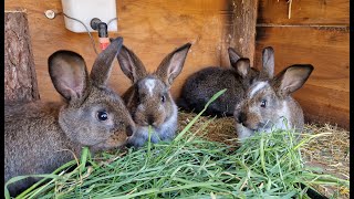 ОТСАЖИВАЕМ КРОЛЬЧАТ ОТ КРОЛЬЧИХИ🐰СКОЛЬКО САМЦОВ 🐰 СКОЛЬКО САМОК🐰