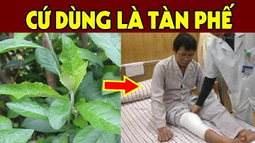 Sùng Bái Mù Quáng Cây Mật Gấu, Nhiều Người Trả Giá Đắt Tàn Phế Suốt Đời