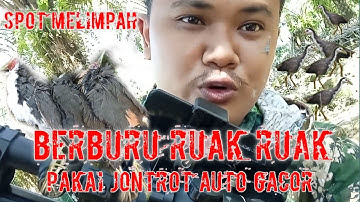 BERBURU RUAK RUAK TERBARU MENGGUNAKAN JONTROT DI SPOT MELIMPAH