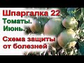 ШПАРГАЛКА 22. Томаты. Болезни. Схема обработки.