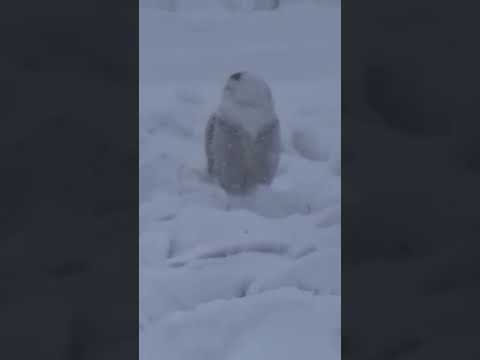 Белая полярная сова