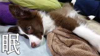 🦄【癒し】ボーダーコリー赤ちゃんの寝顔が可愛すぎる…【生後2-3ヶ月子犬】/Border Collie Puppy by ゆに&メッシ.DOG&CAT 371 views 2 years ago 4 minutes, 5 seconds