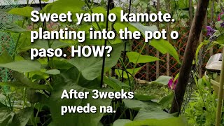 Gardening. Sweet Yam Planting. How To Plantgrow Into The Pot