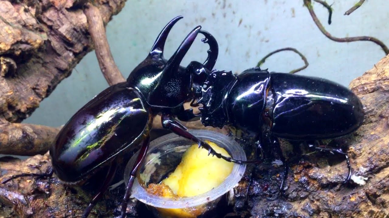 昆虫バトル】コーカサスオオカブトvsタランドゥスオオツヤクワガタ