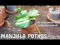 Manjula pothos soins et propagation  ajouter des boutures dans un pot existant