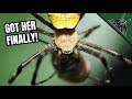 Losing my Mind With NEPHILA SPIDER