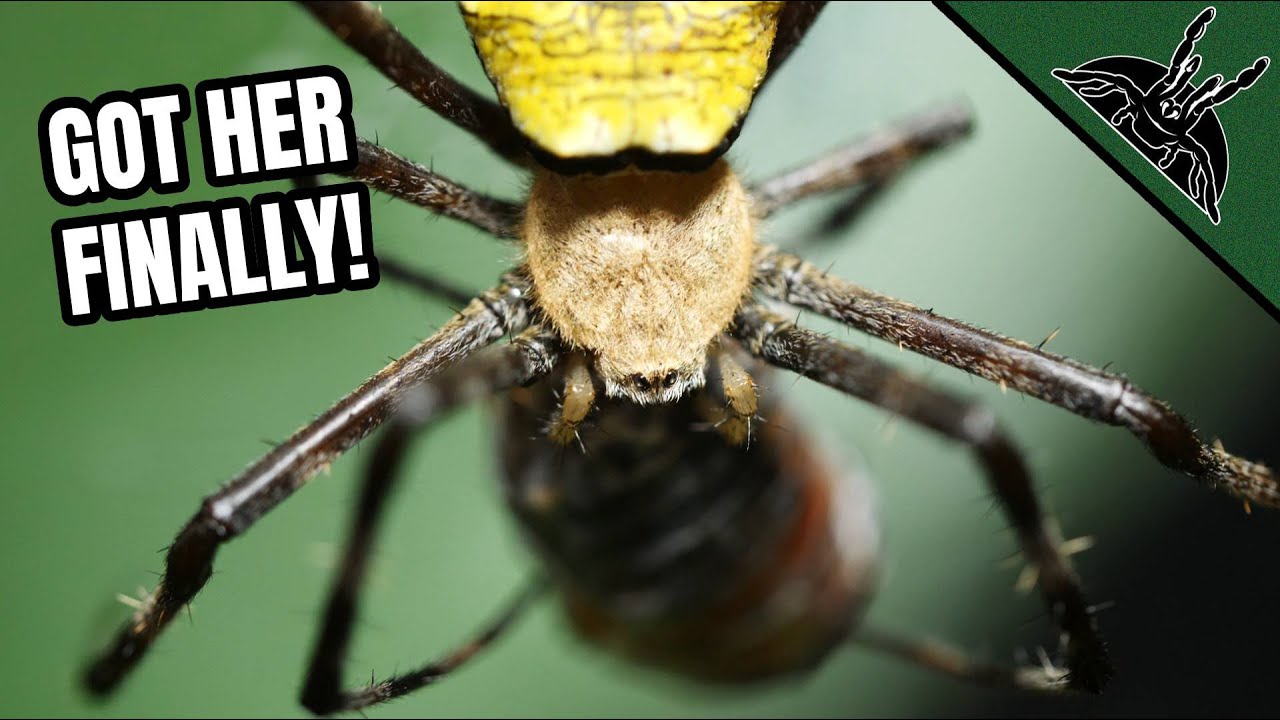 Losing my Mind With NEPHILA SPIDER