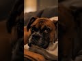 [Relaxing Lofi] 🌙 Deep Rest with My Boxer | Quiet Night Chill